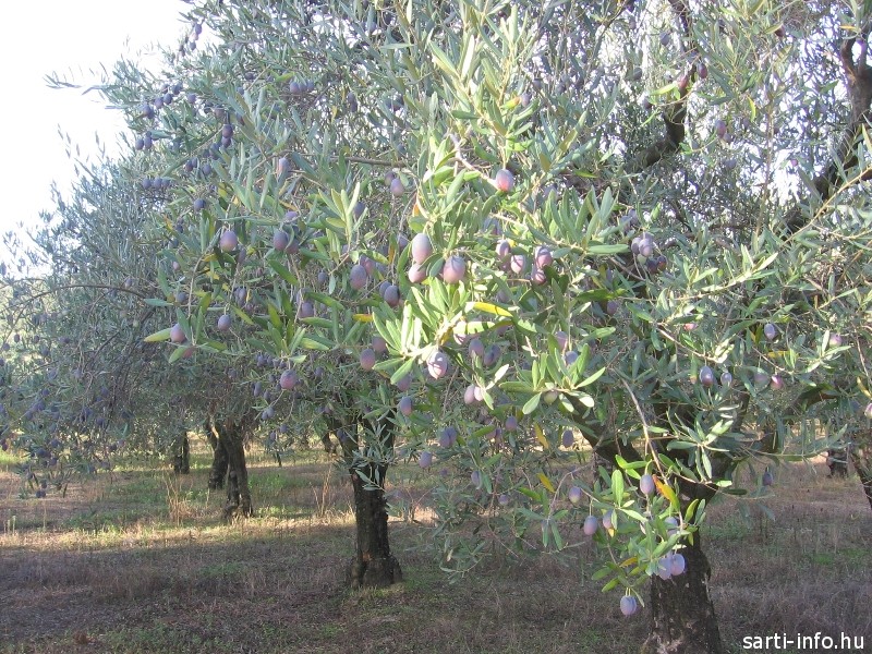 Olívafák